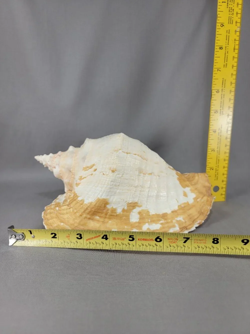 Vtg Natural Conch Shell Seashell Beach Nautical Home Decor Distressed Weathered